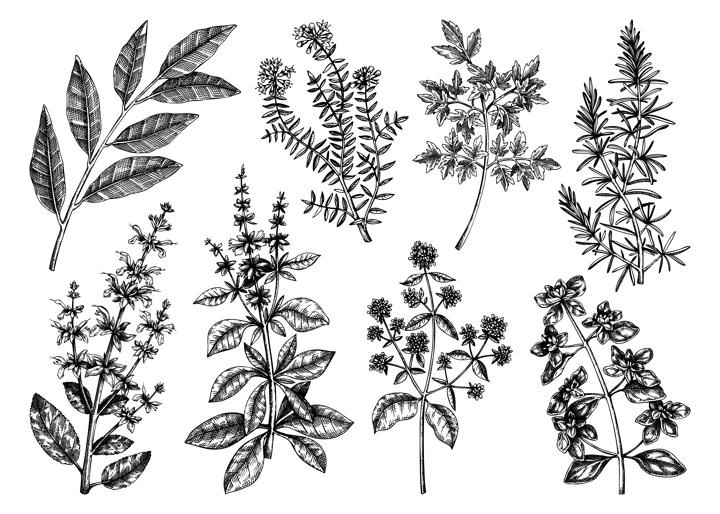 Vector collection of typical herbs and spices for Italian cuisine. Hand-sketched kitchen herbal plants illustration. Aromatic food cooking ingredients collection. Hand drawn herbs set.